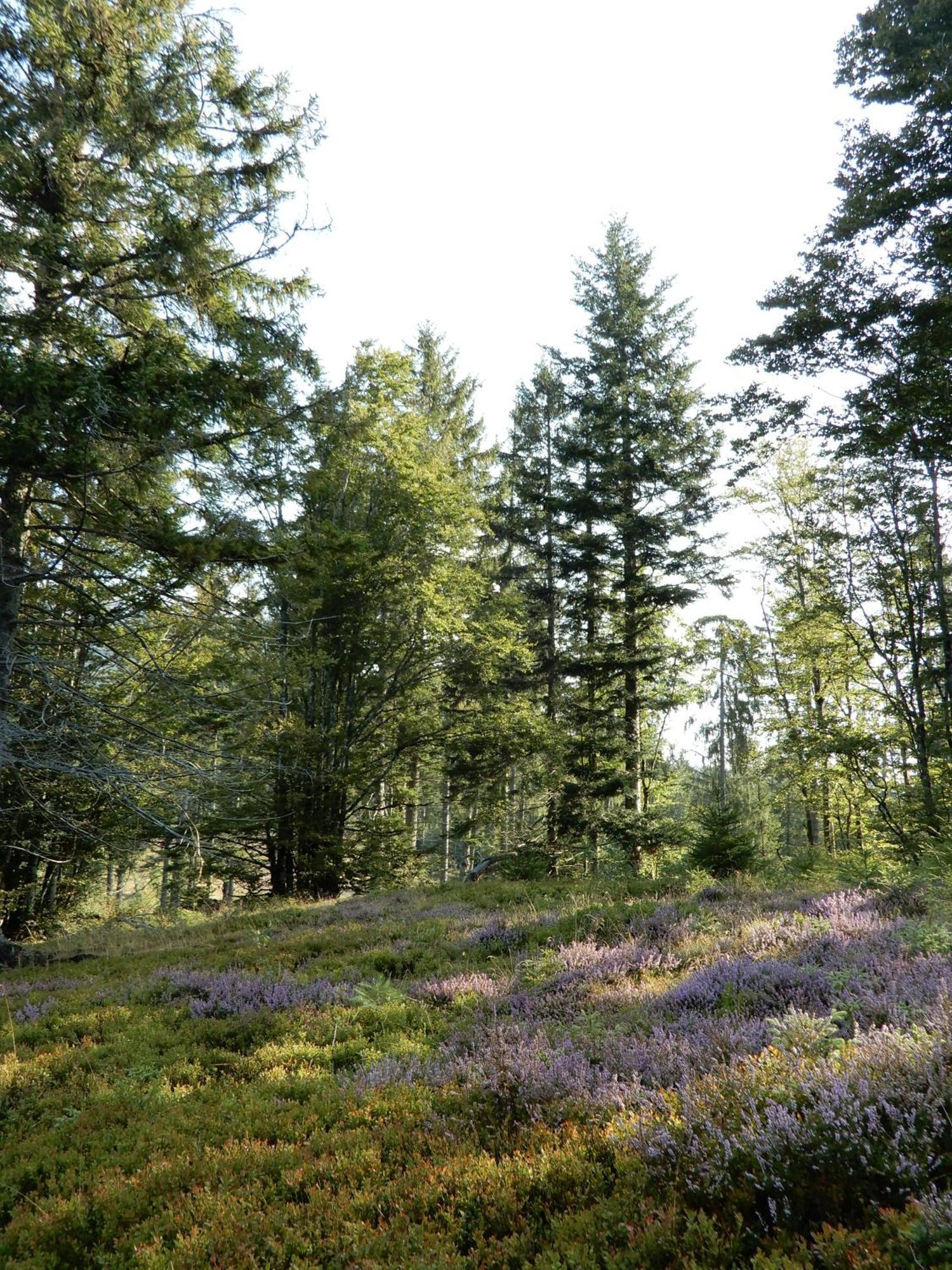 Gartenferienhaus "Annaluise" Schönau im Schwarzwald 外观 照片